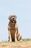 CANE CORSO 516